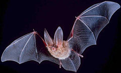 Picture of a grey-purple bat against black backdrop